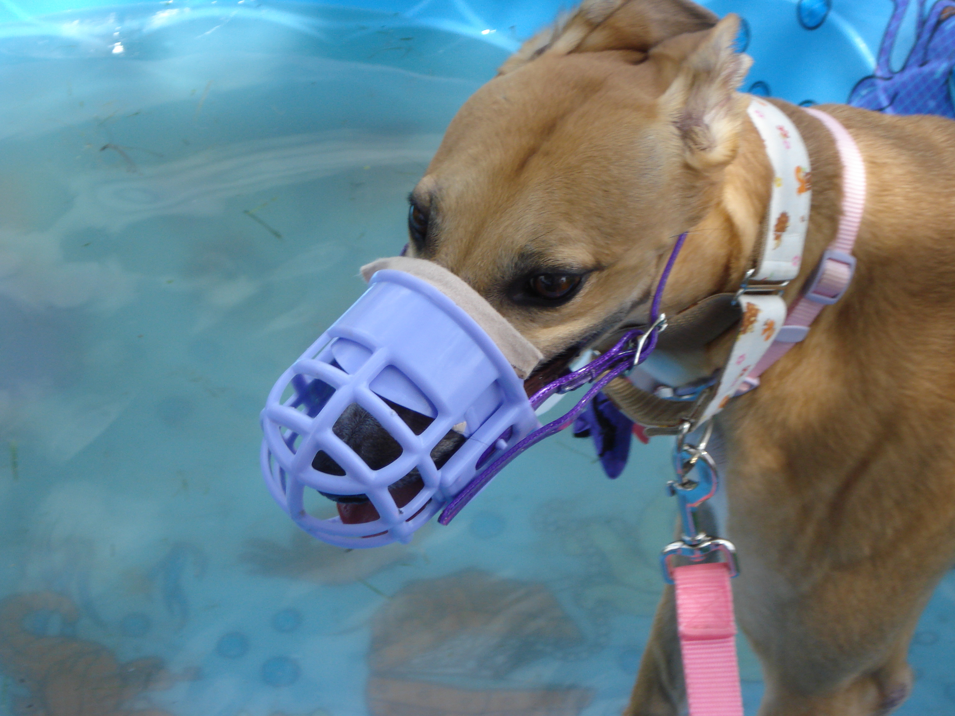 cage muzzle for small dogs