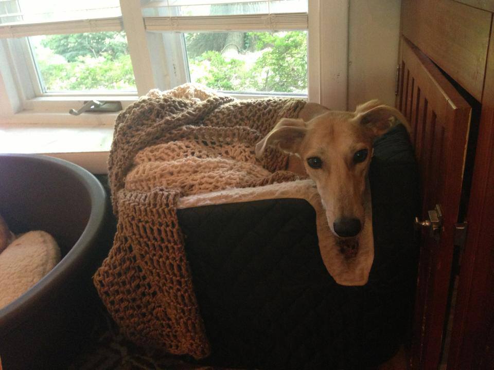 Little Tazi is one of the Saluki girls from Qatar still waiting to find her forever home.  This little girls says: Look deeply into my eyes. You are in love with me. You want to take me home. More information on this little hypnotist is here. 