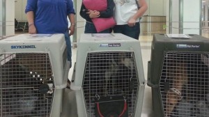 Three SHUG pupsters wait in their airline crates on their way to forever homes in the U.S.