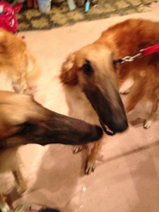 The new Borzoi boys. That's Copilot on the right. Or is that Red?