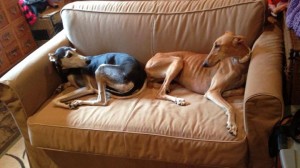 Caramel, on the right, shortly after landing in the U.S.A. takes no time to get used to an American couch