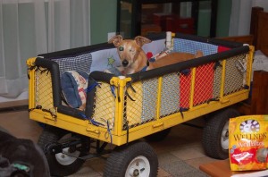 Lovely Miss Scarlett practices riding in her cart while her medical issue gets resolved.