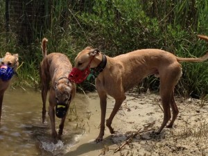 It's best when Sighthounds romp with other Sighthounds and when all are wearing their muzzles.