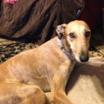 Bobby was one of two galgos flying to the U.S. in search of forever homes.