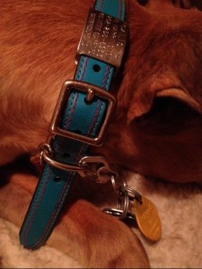 Boomerang tags even fit on leather collars. Here you can also see a tag clip that makes it easy to move tags.