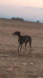 Volunteers from Galgos del Sol try to catch an injured galgo "living rough" in Spain.