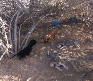 Puppies and mom being rescued in the desert.