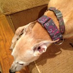 Tag collars can match martingales for the sharply dressed Sighthound.
