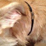 All SHUG dogs wear this tag collar.