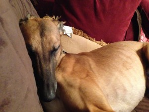 SS Oakley, a retired racing Greyhound from GPA Indianapolis, is currently on the Injured Reserve list while undergoing heartworm treatment.