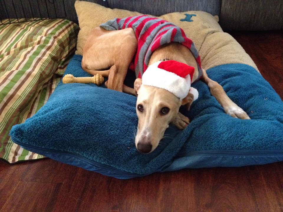 Lego the saluki (formerly the bathing beauty known for his swim therapy cuteness) now models his holiday best in his forever home. He hopes many doggies find their forever homes this holiday.