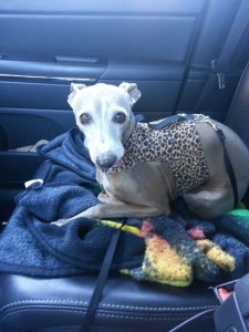 Dottie is on her way to her third heartworm treatment -- there's a rough road ahead, but things are looking positive.