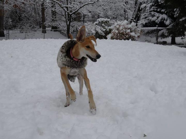  Almost Wordless Weekend Only 161 Days Until The Sighthound 