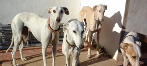 Galgos wait in Spain to be adopted.
