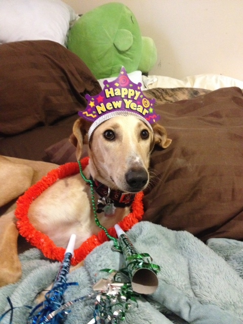 Lego-the-Saluki does his best to keep his New Year's Resolution: Be cute. So far, so good.