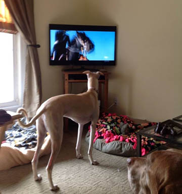 We may enjoy watching movies with dogs, but Mariposa, the galga, prefers movies with horses.