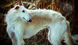 This pure-bred Borzoi found himself in rescue through no fault of his own. We think he's awesome.