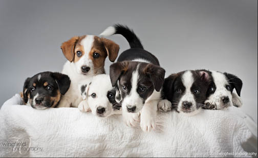 A prop can make a photo stand out. Terry Wingfield asks what is cuter than a basketful of puppies?