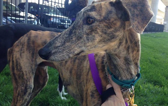 Versace – How A Community Caught A Loose Galgo
