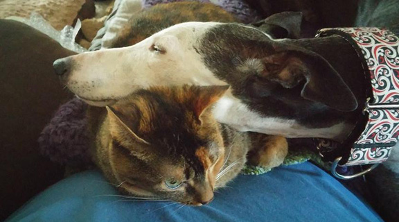 Dogs and Cats Living Together . . . Or Making Cat Workable Work