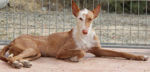 First Person – A Podenco Makes A Home Complete
