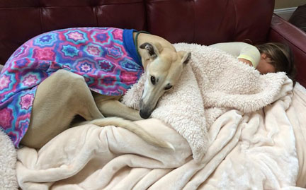 First Person – A Beautiful Lurcher Makes a House a Home