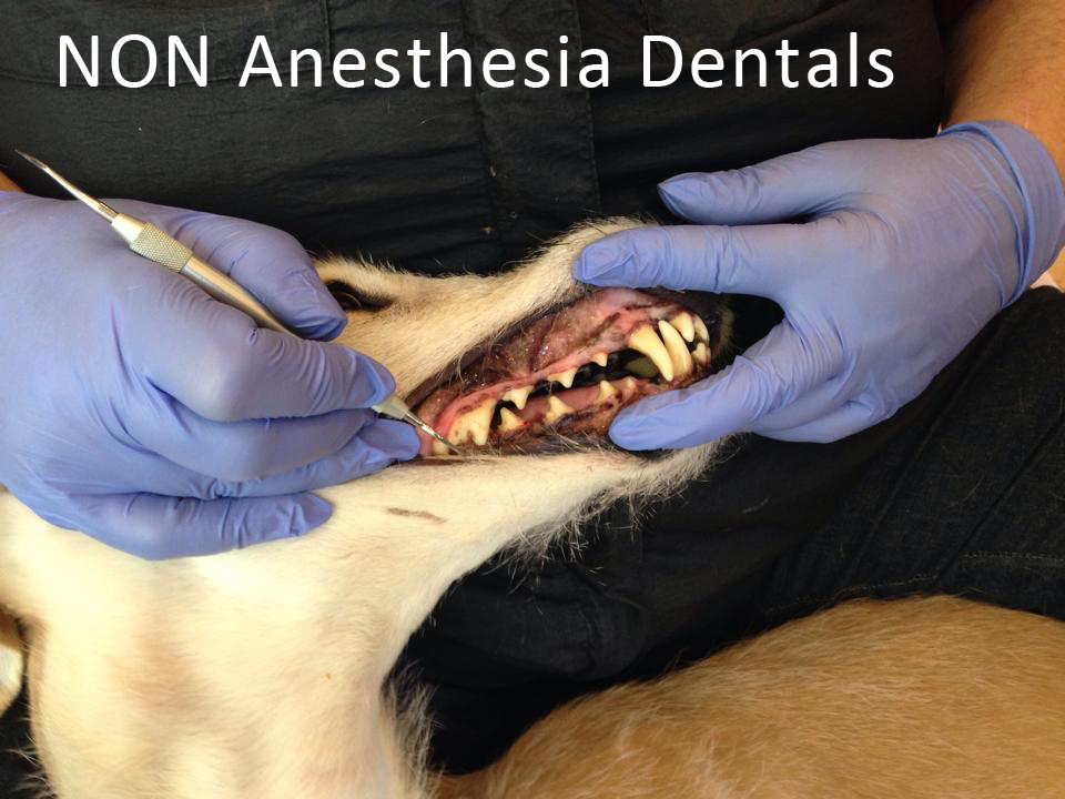 From the Director: Non-Anesthesia Dentals